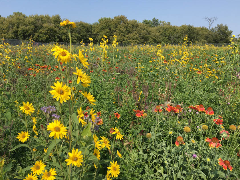 A meadow-like setting with various species of grasses and wildflowers.